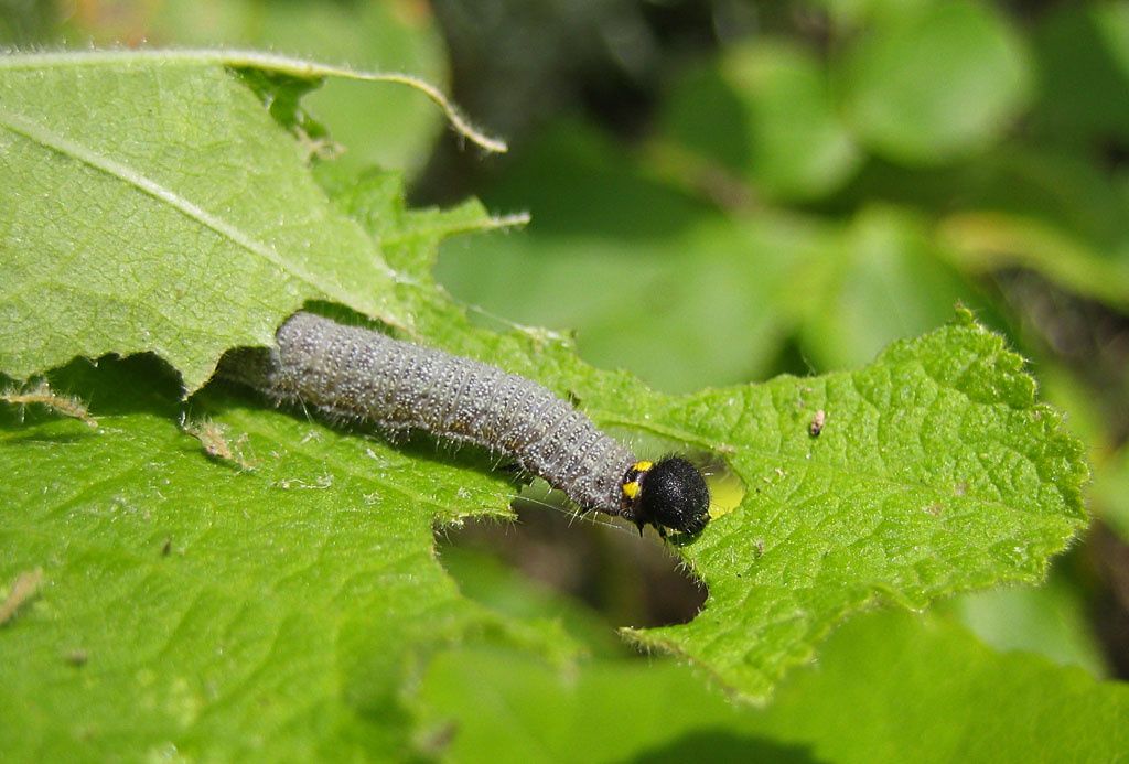 Caracharodus alceae, chenille