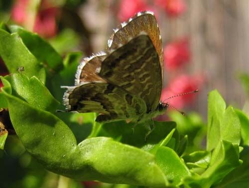 Cacyreus-marshalli-9372.jpg