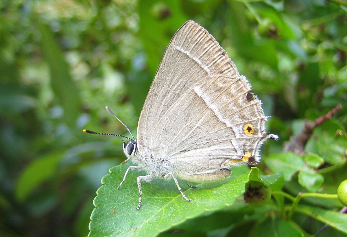 Neozephyrus quercus