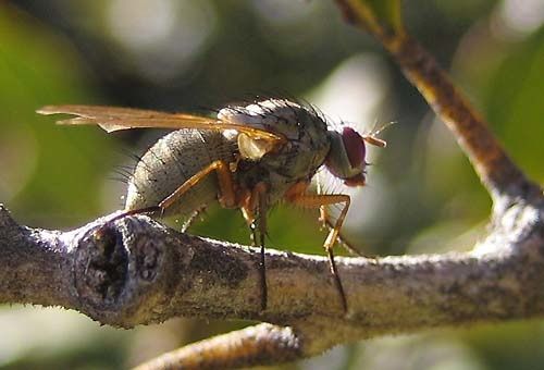 Helina-impucta-2455.jpg