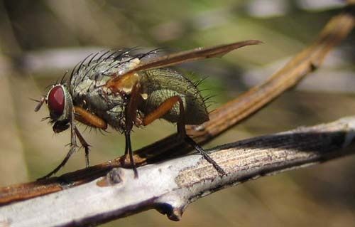 Helina-impucta-2470.jpg
