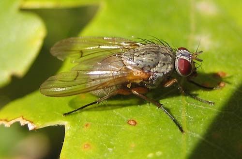 Helina-impucta-2688.jpg