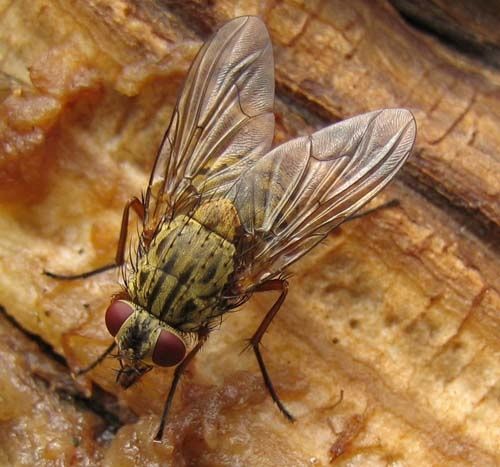 Phaonia-valida-6396.jpg