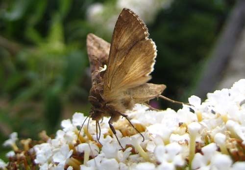 Autographa-gamma-0838.jpg