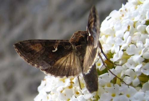 Autographa-gamma-0871.jpg