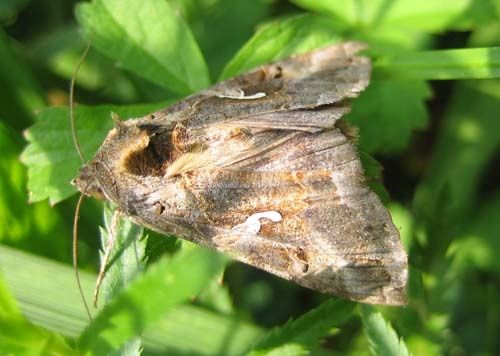 Autographa-gamma-4325.jpg