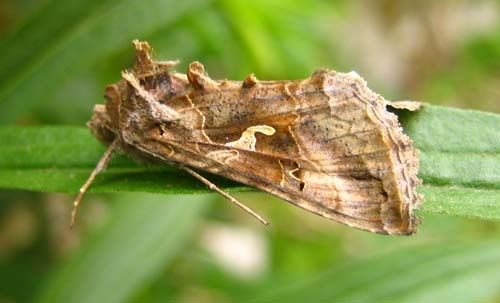 Autographa-gamma-5317.jpg