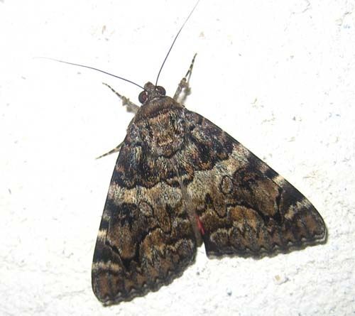 Catocala-promissa-4375.jpg