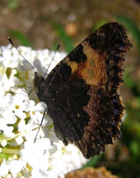 aglais-urticae-2030.jpg