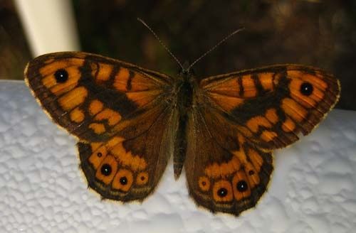 Lasiommata-megera-9203.jpg