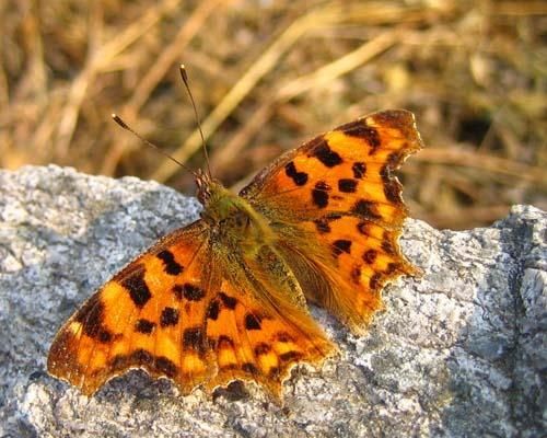 polygonia--c-album-0419.jpg