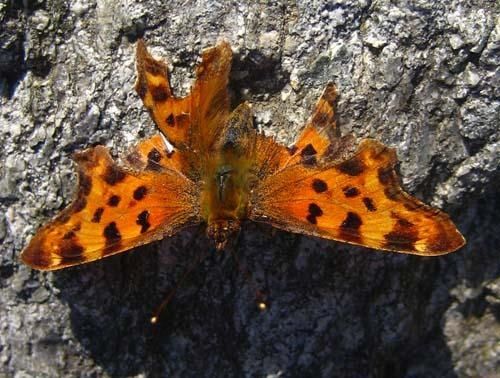polygonia--c-album-1740.jpg
