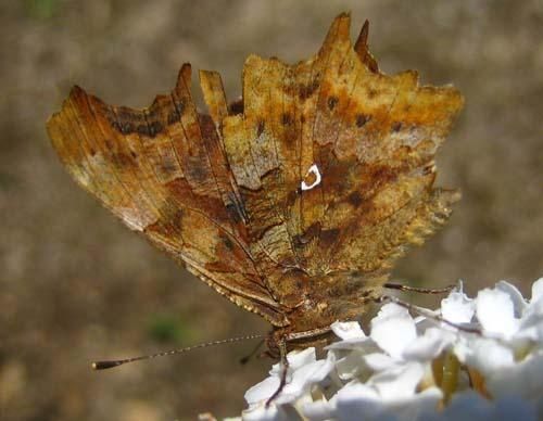polygonia--c-album-1993.jpg