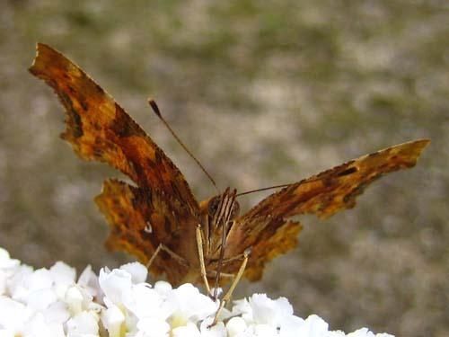 polygonia--c-album-2599.jpg