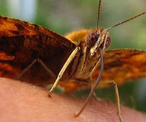 polygonia-c-album-7653.jpg