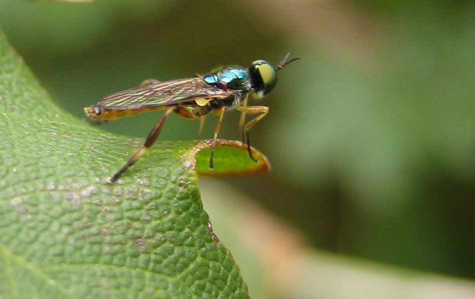 Chorysops tibialis