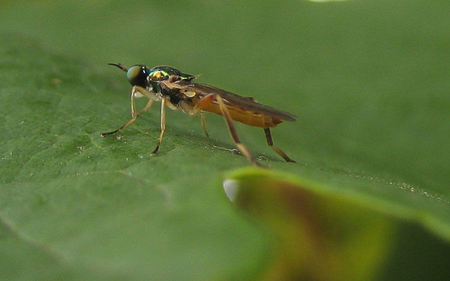 Chorysops tibialis