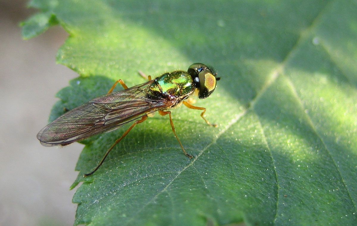 Sargus bipunctatus