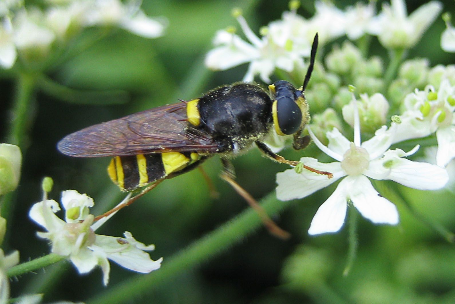 Stratiomys potamida