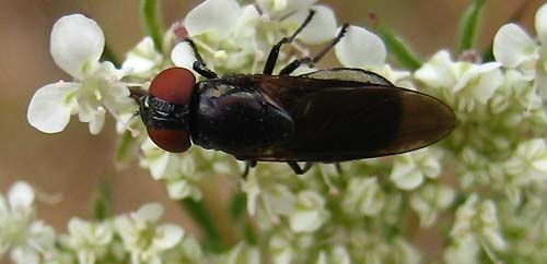 Chrysogaster-solstitialis-f-1900.jpg