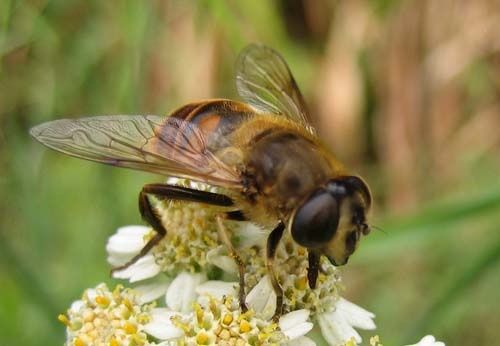 Eristalis-tenax-f-3699.jpg