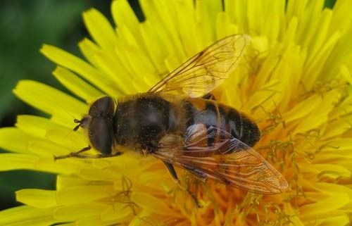 Eristalis-tenax-m-9075.jpg