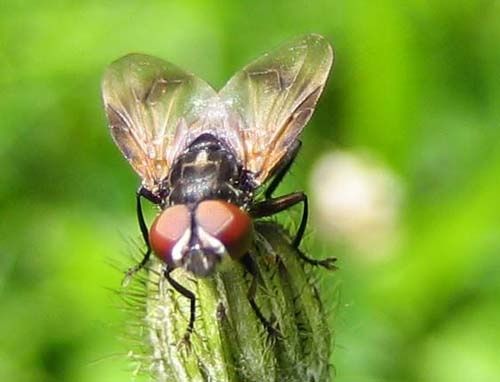 Phasia-obesa-4909.jpg