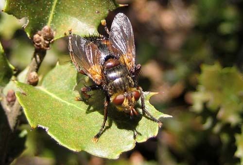 TAchina-fera-1021.jpg