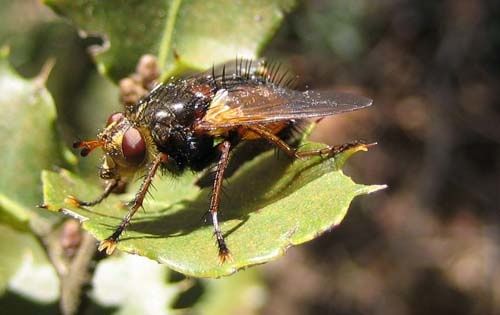 TAchina-fera-1025.jpg
