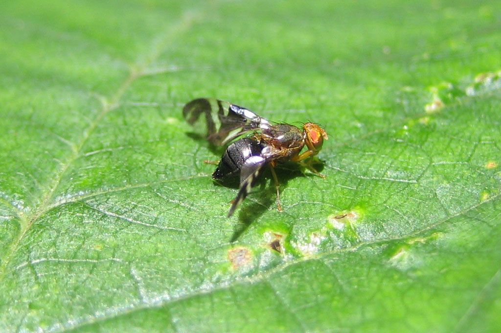 Philophylla caesio