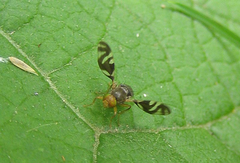 Philophylla caesio