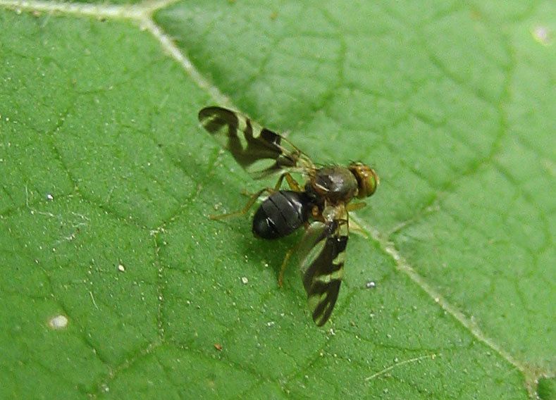 Philophylla caesio