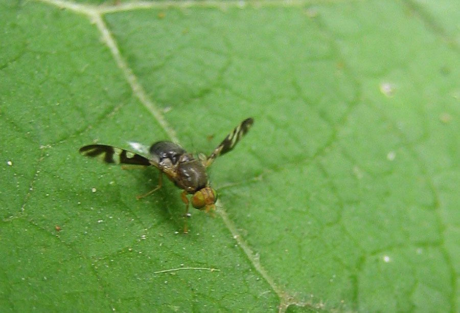 Philophylla caesio