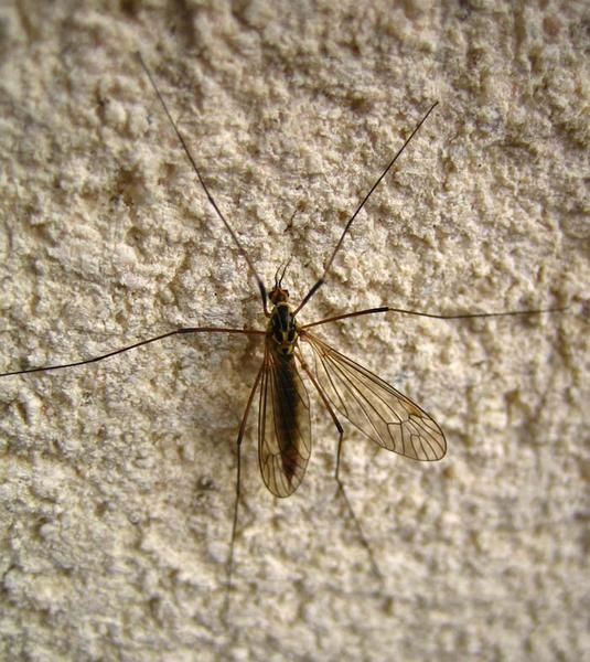 Nephrotoma-sp-0935.jpg