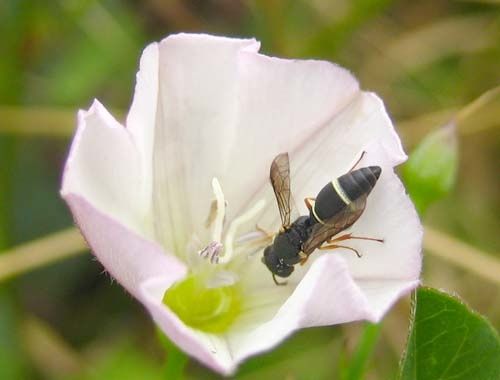 Eumeninae-6127.jpg