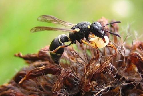 Eumeninae-6174.jpg