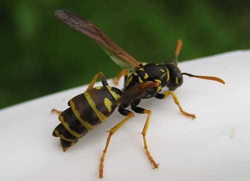 Polistes-dominulus-6056.jpg