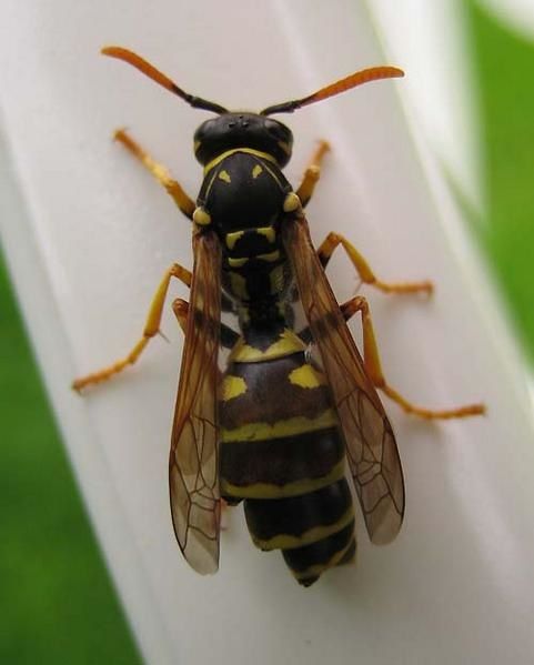 Polistes-dominulus-6066.jpg