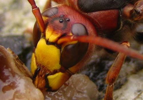 Vespa-crabo-8628.jpg