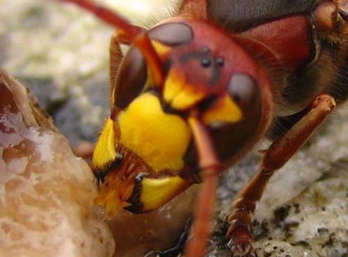 Vespa-crabo-8630.jpg