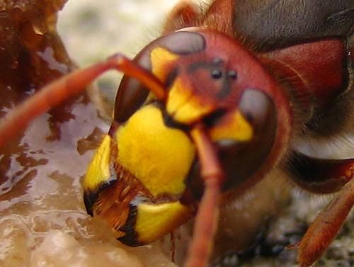 Vespa-crabo-8632.jpg