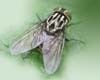 Muscidae.jpg