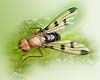 Opomyzidae.jpg