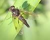 Rhagionidae.jpg