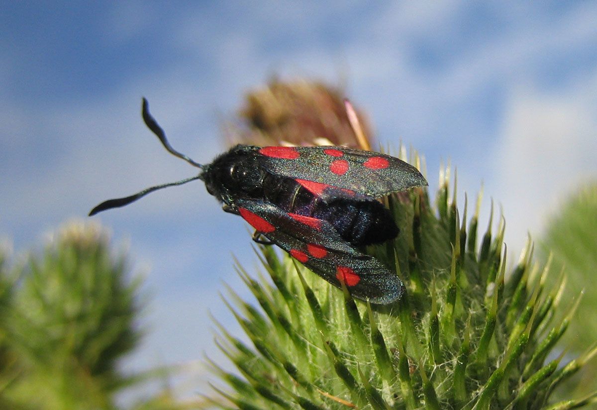 Zygaena trifolii