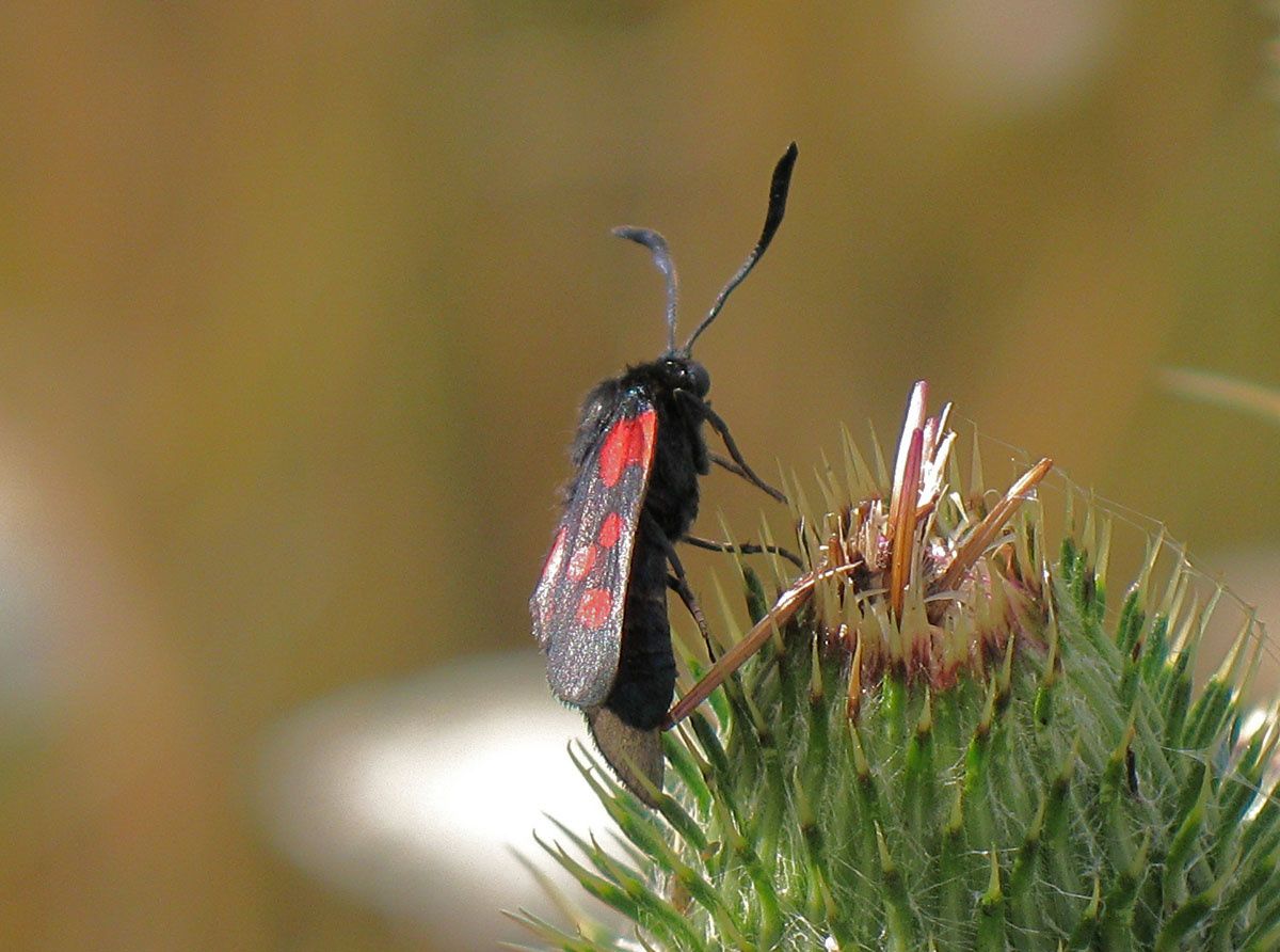 Zygaena trifolii