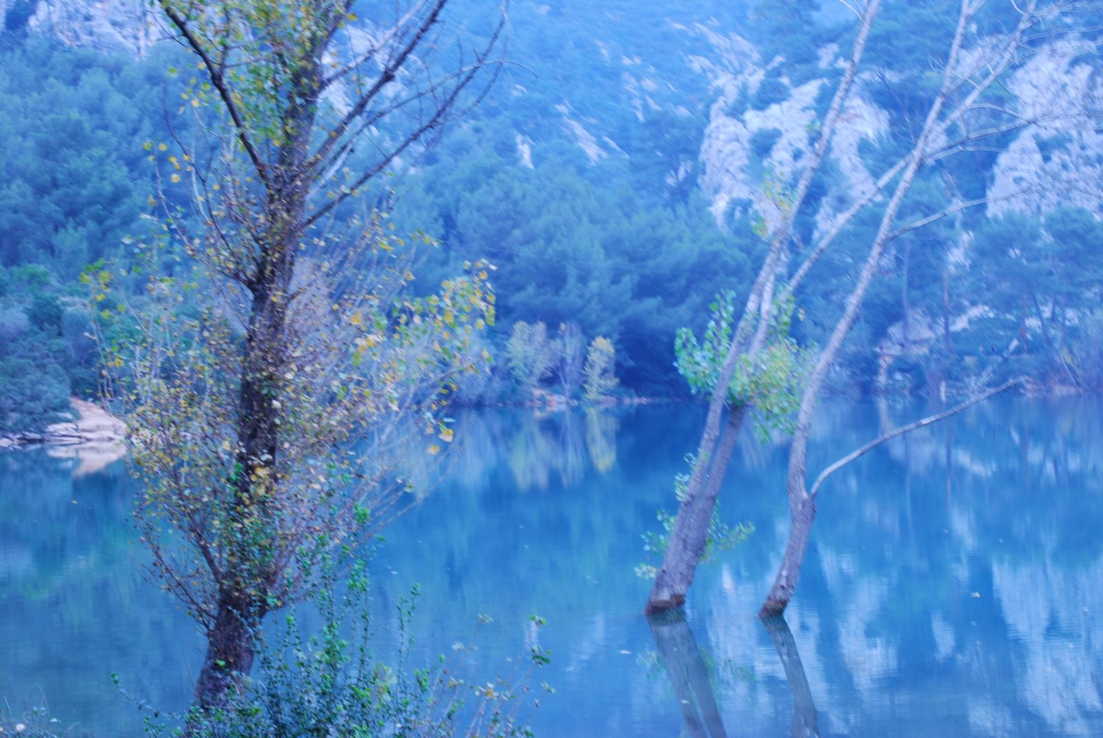 Arbres noyés
