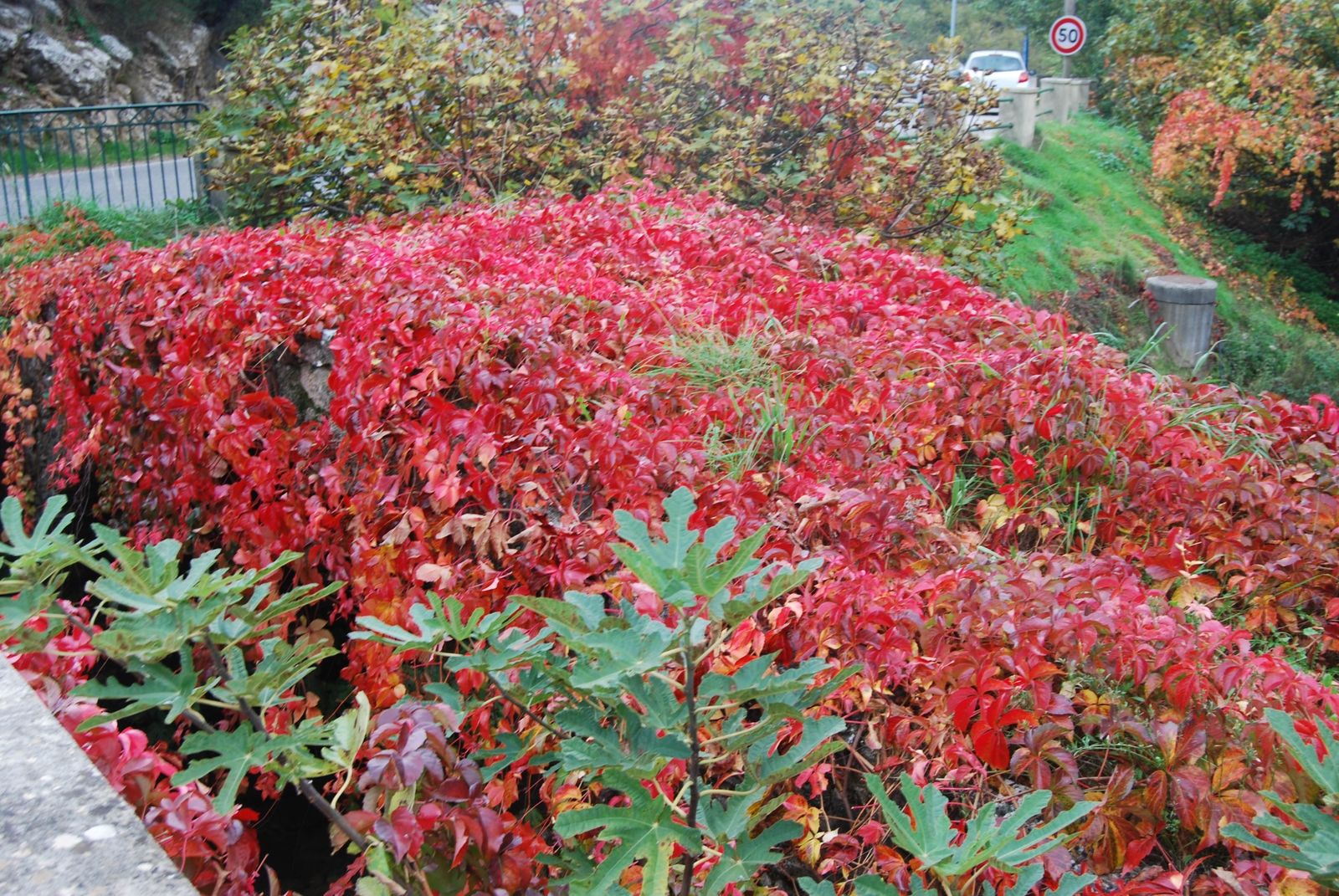 Rouge d'automne