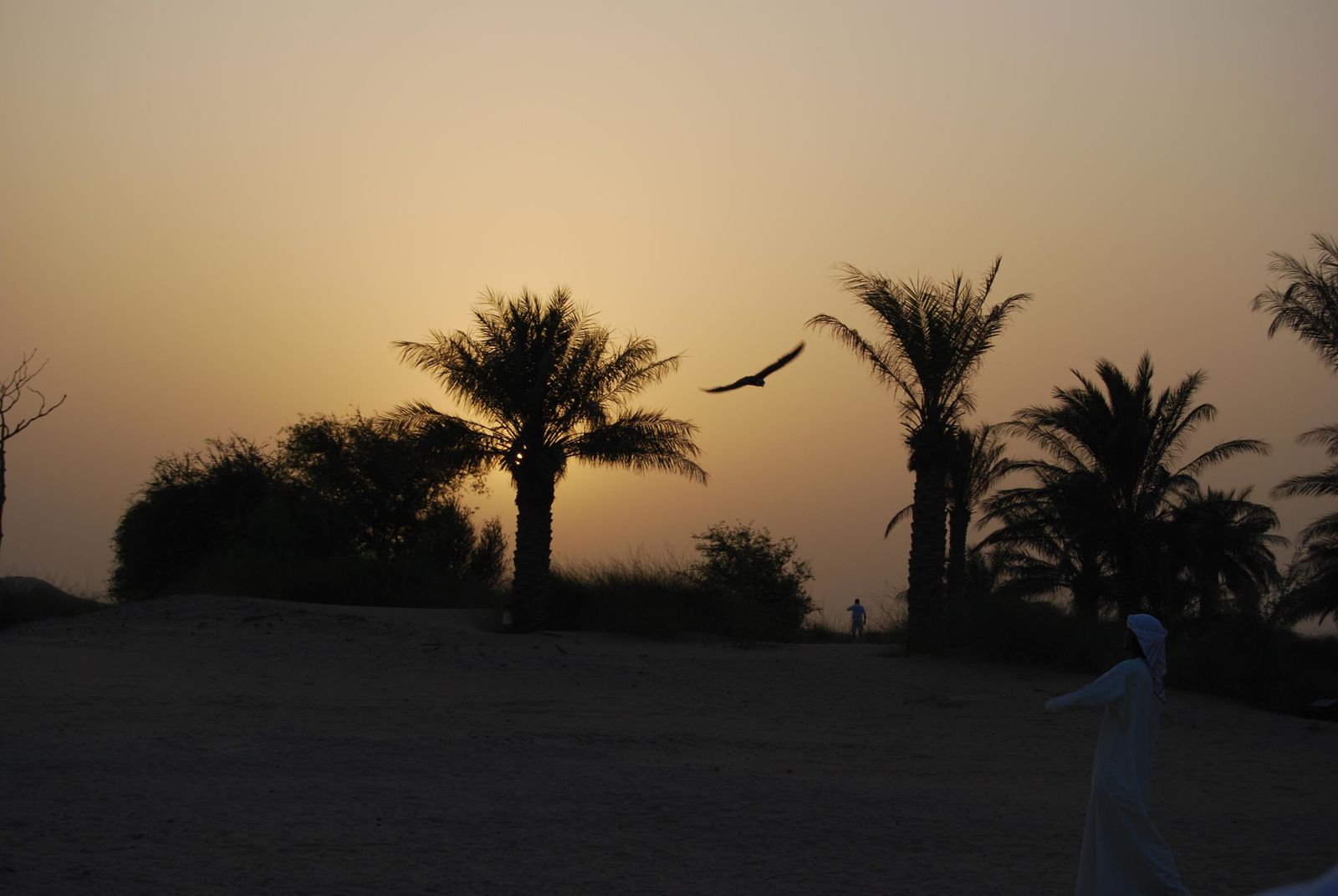 Dresseur de faucon sous le coucher de soleil dans le désert