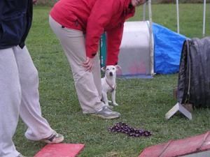 agility3.JPG